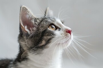 Portrait of a cute little gray and white kitten on a light background