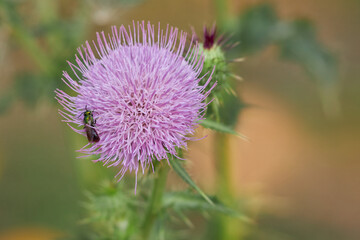 Wild Beauty of a Thistle and Company