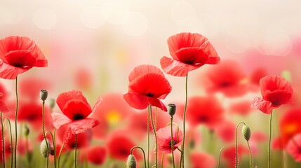 Obraz premium Beautiful closeup of poppies poppy Papaver rhoeas flowers in nature. Natural spring summer landscape with red poppies