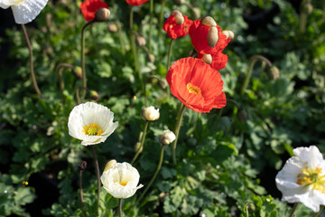 White and red poppies