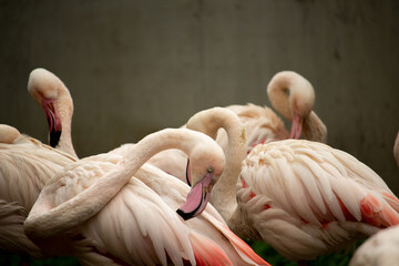 A lone flamingo with other bird