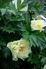 Trree peony flowers and seeds pod
