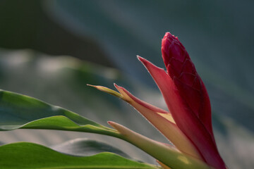 Captivating Moment with Red Hawaiian Flower