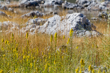 little rock in the middle of a shiny colorful flowering grassland in the marsh of the mono lake,...