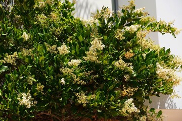 Wax leaf privet, or Ligustrum japonicum, plant blossoming with white flowers, in a garden in Athens, Greece
