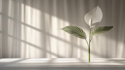   White Flower with Green Stem on White Wall with Curtain Shadow