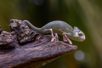 Baby veiled chameleon hanging on a tree