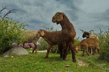 Northern Kyrgyzstan. A flock of purebred sheep graze among the bushes on the shore of Lake...