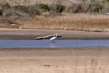 birds on the beach