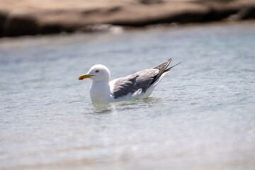 seagull on the beach