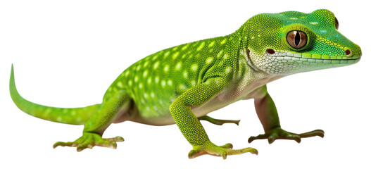 Fototapeta premium PNG Gecko reptile animal lizard.
