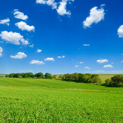 Green peas field and blue sky with clouds.