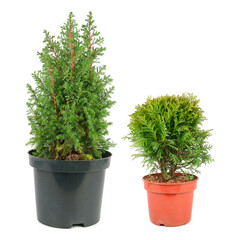 Thuja garden bush and cypress in a pots isolated on white . Collage.