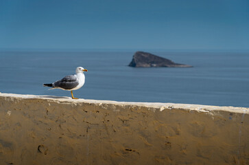 Seagull (sea bird) sitting on the wall of Villa Romana de Benidorm. In the background, the Mediterranean Sea and Cala de la isla de Benidorm (small island)