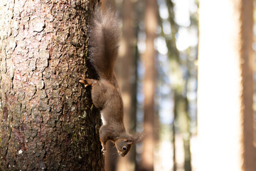 Eichhörnchen im Wald