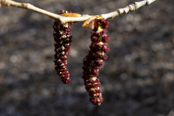beads on a tree