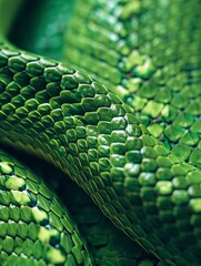 Obraz premium photo background green snake skin close up.