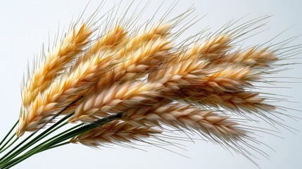 A photograph of an elegant, spiky green plant with slender stems and tiny black dots on its leaves, resembling the shape of fireworks or dandelions against a plain white background. 