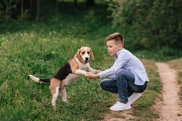 A boy on a summer walk in the park holds his pet beagle by the paws. The concept of friendship,...