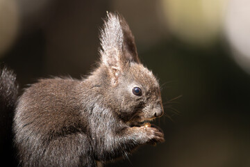 Eichhörnchen im Wald