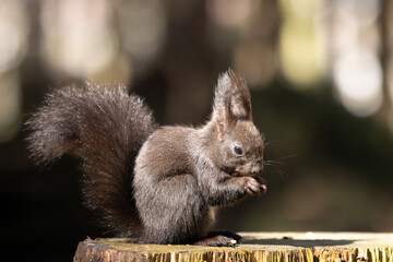 Eichhörnchen im Wald © MerkAngela.WH