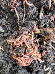 Close up organic garden compost with worms insects in soil and the earth environment from composting natural garden waste of vegetables fruit skins cardboard tree branches leaves to make rich mulch