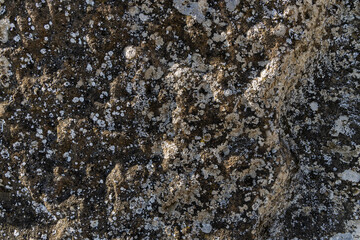 Close-Up Exploration of a Lichen-Covered Rock Surface at Dusk