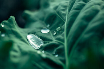 A green cabbage leaf in beautiful relief with a large dew drop on it. Close-up
