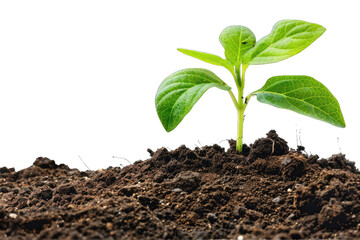 Young green plant growing out of dark brown soil on transparent background, png, cut out, cutout, cut-out