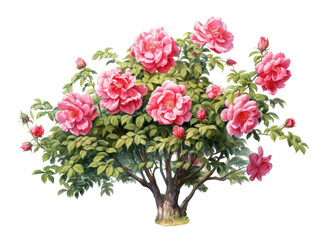Fototapeta premium Flower plant rose inflorescence.