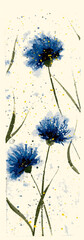 blue cornflowers by watercolor Elements. knapweed watercolor, drawing