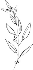 Engraved olive branch. Sketch branches with leaves and blossoms, hand drawn olives design element. Agricultural ripe plant or fruit isolated on white background vector illustration set