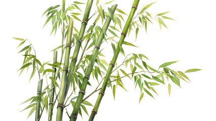 PNG Bamboo plant white background freshness.