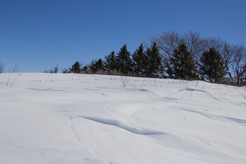 Fototapeta na wymiar deep snow drifts in a farm windbreak