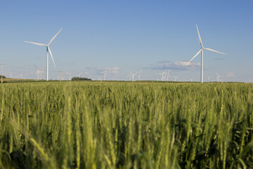 field of spring wheat with wind turbines