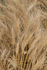ripe spring wheat