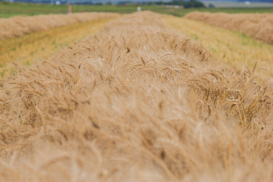 windrow of spring wheat