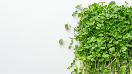 A lush cluster of fresh microgreens extending into a white space, perfect for healthy eating concepts.
