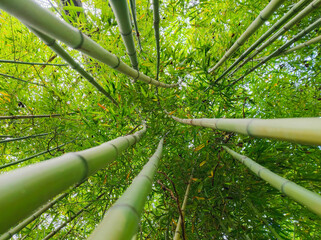 Photograph taken from below of some bamboo plants giving the sensation of depth toward the sky