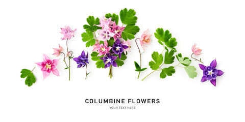Columbine flowers floral banner border isolated on white background.