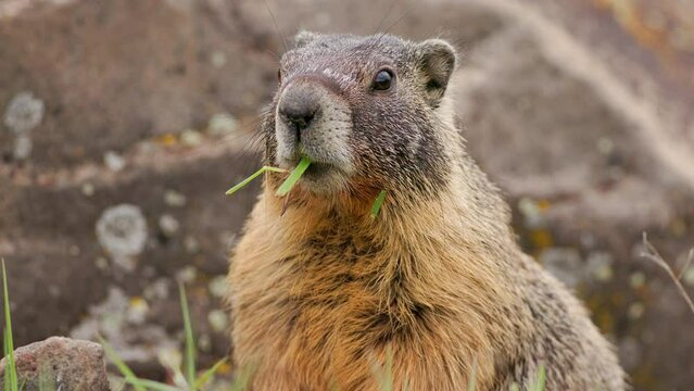 Close up of a Yellow-bellied Marmot (Marmota flaviventris) with a mouthful of grass surveying his territory amongst boulders in Eastern Washington state