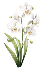 Fototapeta premium PNG Orchid flower plant white.
