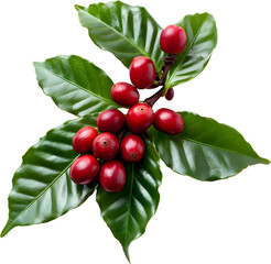 Red coffee cherries on a branch with leaves isolated