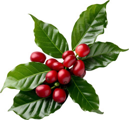 Red coffee cherries on a branch with leaves isolated
