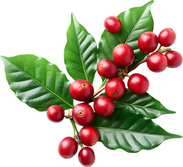 Red coffee cherries on a branch with leaves isolated