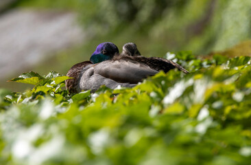 A pair of mallard ducks sleeping in the greenery