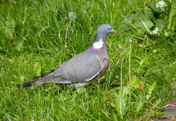 Portrait of a mane dove against a background of spring greenery