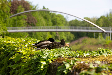 Fototapeta premium A pair of mallard ducks sleeping in the green with a bridge in the background