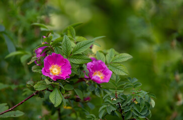 Wild rose flowers in close-up