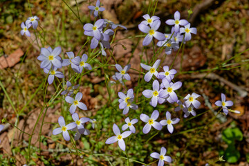 Bluets wildflowers closeup view